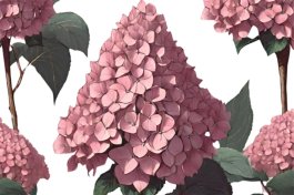 Gatsby Pink Hydrangea (Hydrangea quercifolia “Brenhill”)