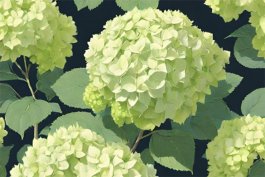 Limelight Hydrangea (Hydrangea paniculata “Limelight”)