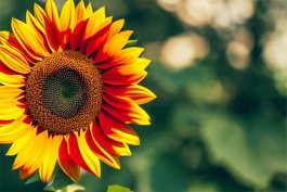 Popular American Sunflower Varieties