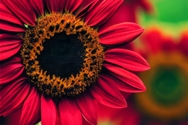 Moulin Rouge Sunflower