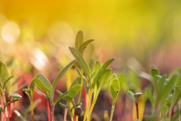 Unlocking Gardening Trends: Insights from Food Gardening Network’s 2024 Survey