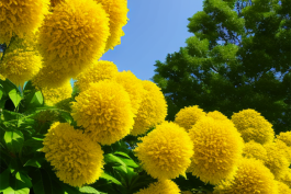 Teddy Bear Sunflowers: Huggable Blooms for Your Garden