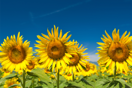 Visiting American Sunflower Gardens and Festivals