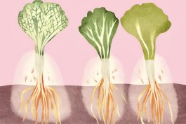 A Tale of Three Seeds