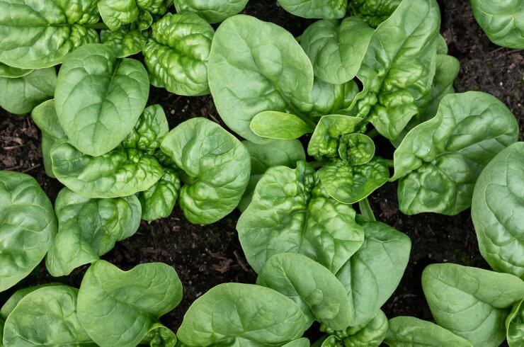 Bloomsdale Long Standing Spinach