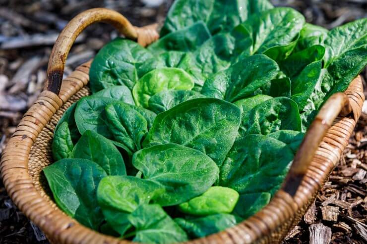 Fresh Spinach in a Basket