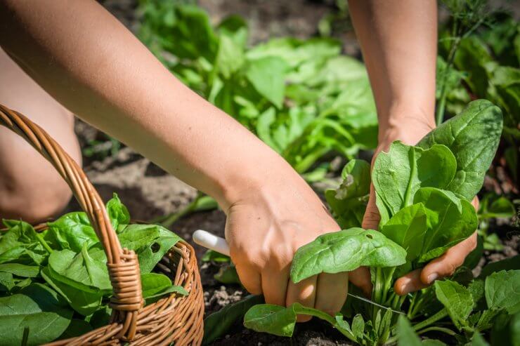 Gardener harvesting spinach