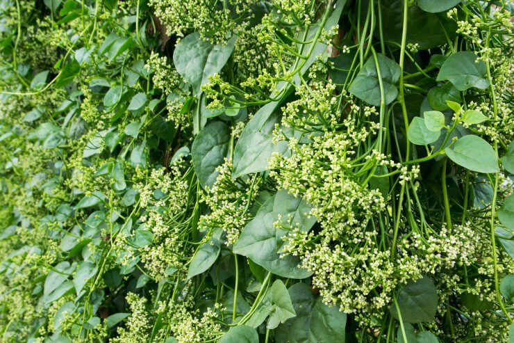 Malabar Spinach