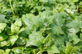 New Zealand Spinach