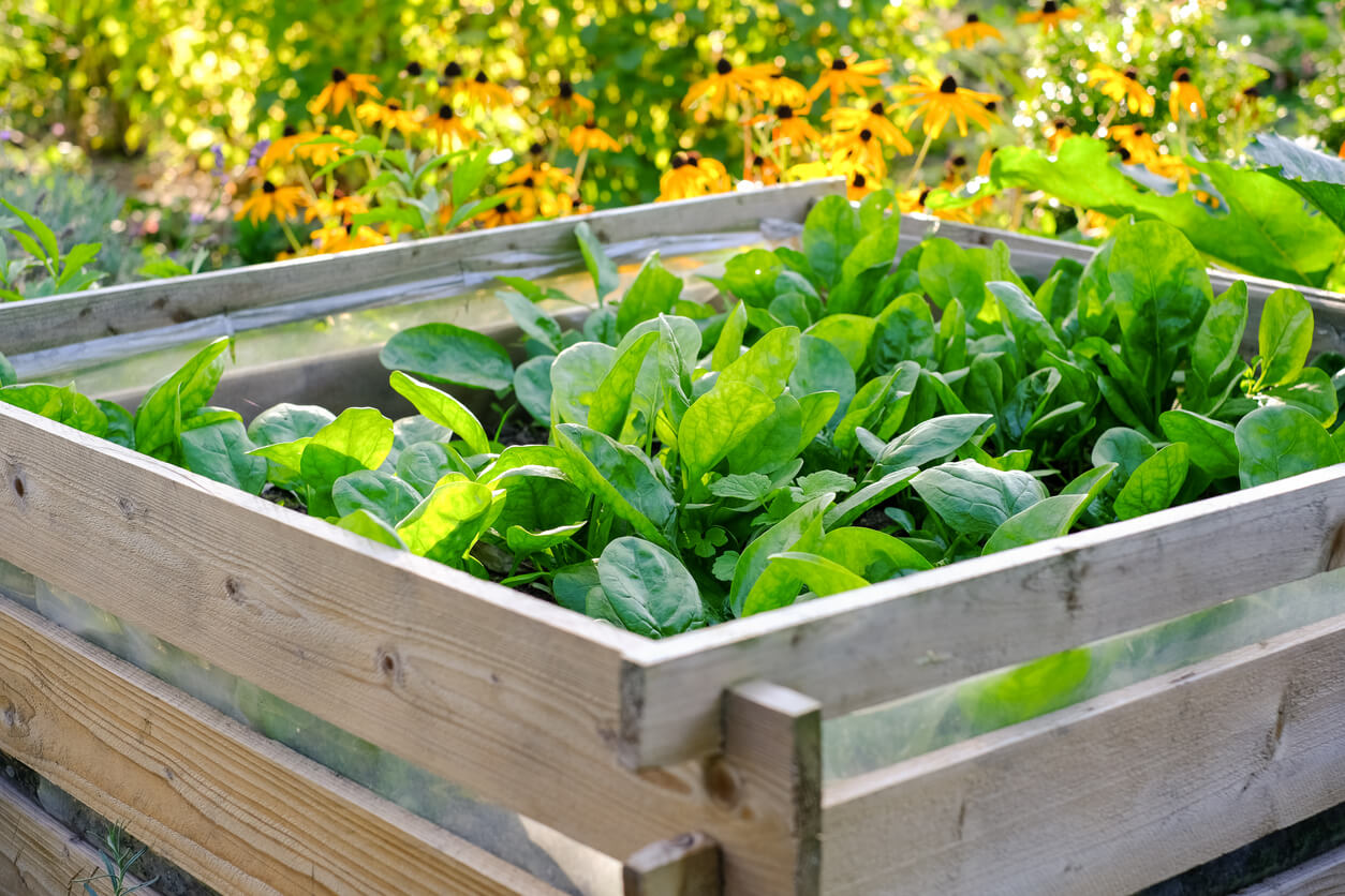 Raised bed with Spinach