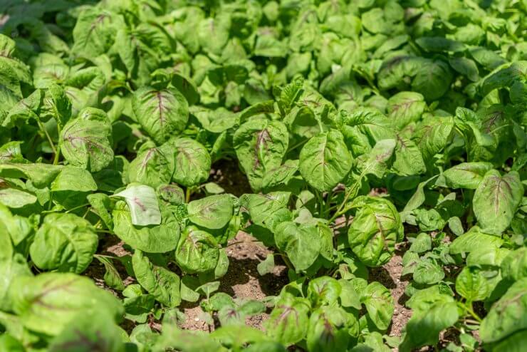 Red Kitten Spinach