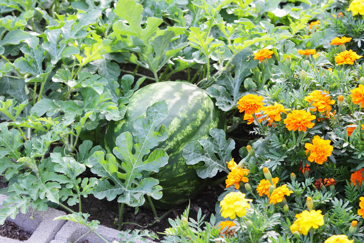 Ripe Watermelon in a Summer Garden