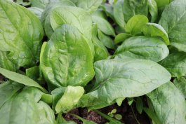 Space Hybrid Spinach