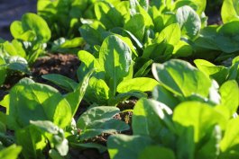 Choosing Varieties of Spinach Plants
