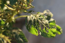 What to Do About Pests that Can Harm Your Spinach Plants