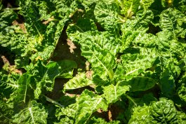 The Perfect Sunlight for Your Spinach Plants