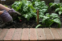 Companion Planting with Spinach
