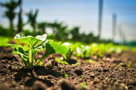 Starting with the Right Soil for Your Spinach Plants
