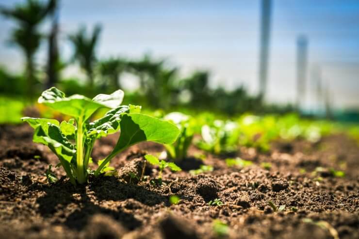 Spinach planted in the soil