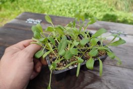 Growing Spinach from Seeds, Cuttings, or Seedlings