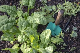 Essential Tools and Equipment for Growing and Enjoying Spinach