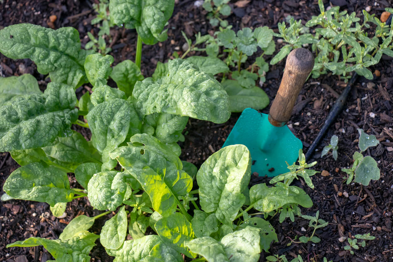Spinach with gardening trowel