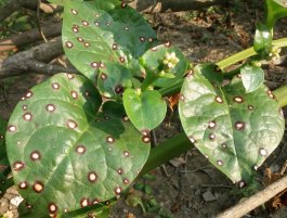 How to Spot, Treat, and Prevent Spinach-Plant Diseases
