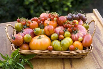 Basket of Homegrown Heirloom Tomatoes