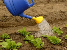 Watering Your Spinach Plants