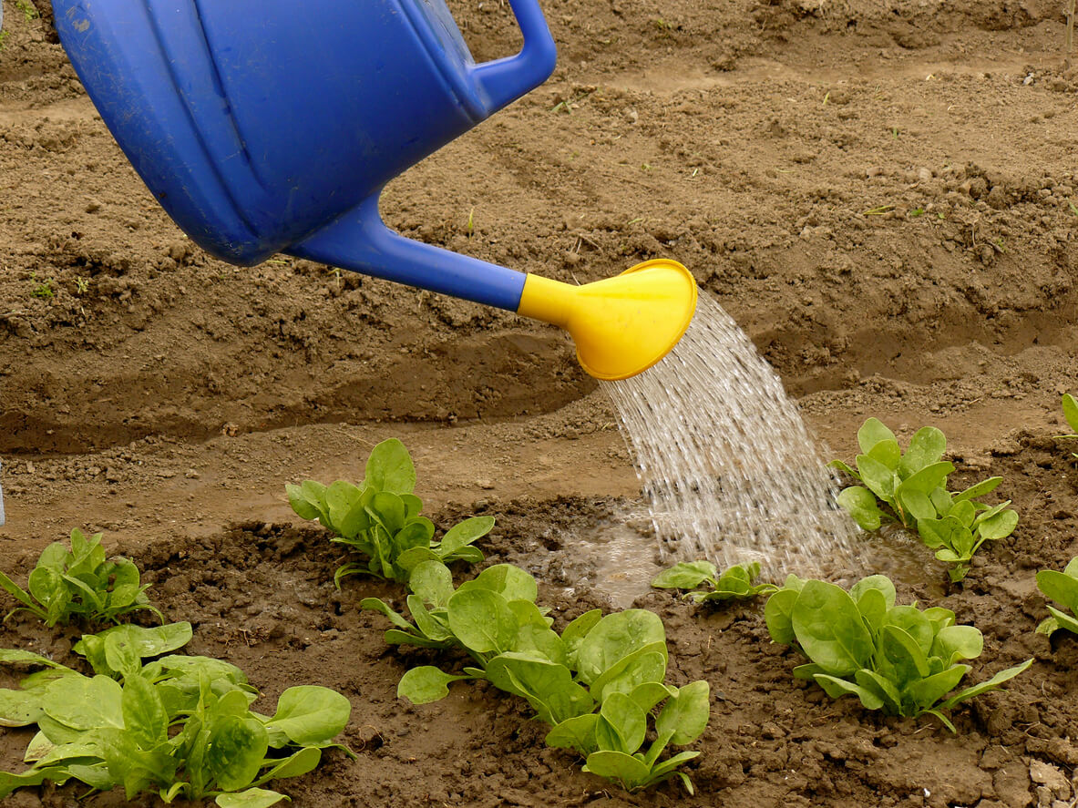 Watering Spinach
