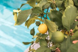 The Bitter Taste of Spider Mites on Lemon Trees