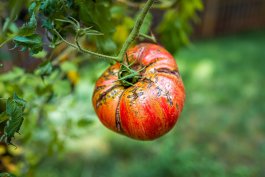 How to Protect Your Tomato Harvest During a Rainy Summer Season