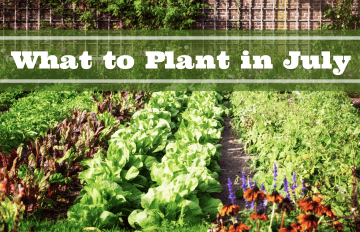 what to plant in july