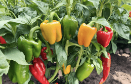 Keeping Your Bell Peppers Sweet By Avoiding Cross-Pollination