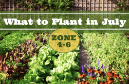 What to Plant in July in USDA Zones 4-6