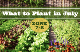 What to Plant in July in USDA Zones 7-8