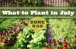 What to Plant in July in USDA Zones 9-10