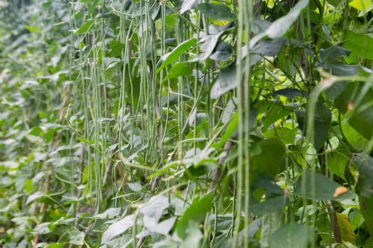 Cowpea plants in growth