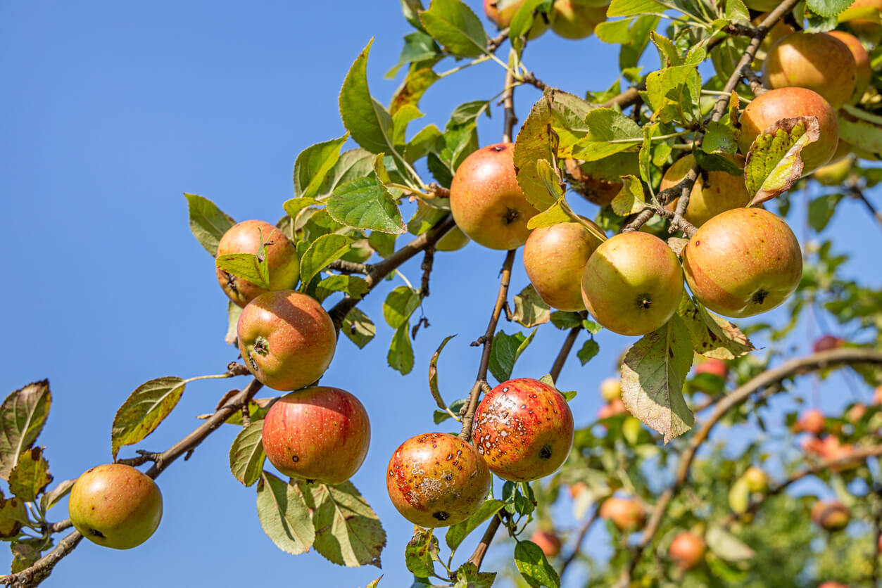 Ecological apples hanging on a tree