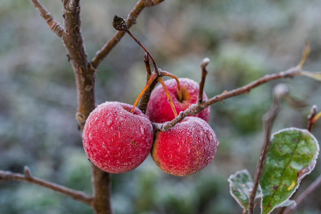 Fresh red apples on tree in the first frost