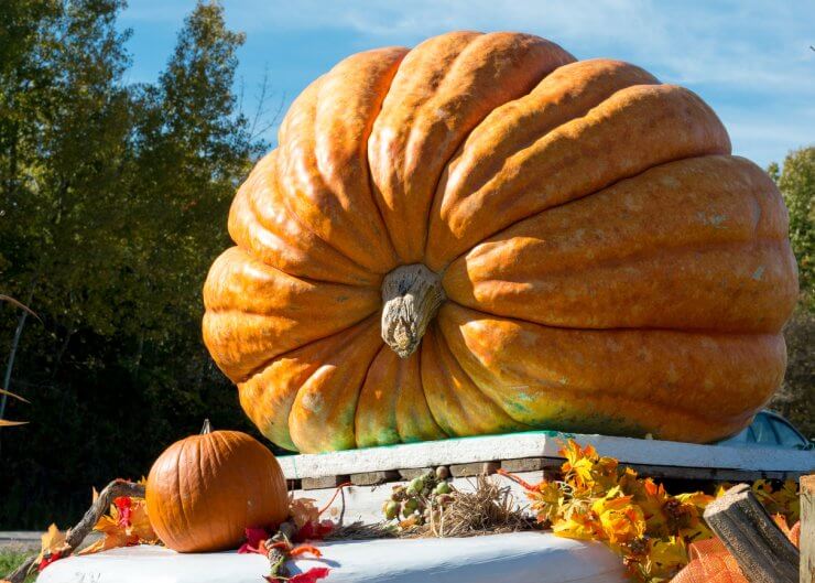 Giant pumpkin on display at roadside