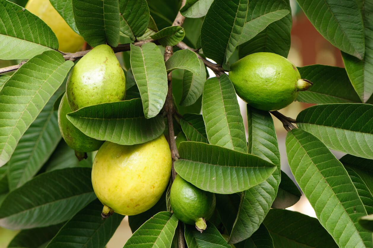 Guava fruit ripe in tree with leaves