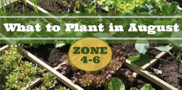 What to Plant in August in USDA Zones 4-6