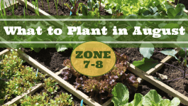 What to Plant in August in USDA Zones 7-8