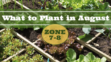 what to plant in august zone 7-8