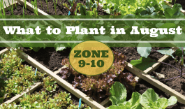 What to Plant in August in USDA Zones 9-10