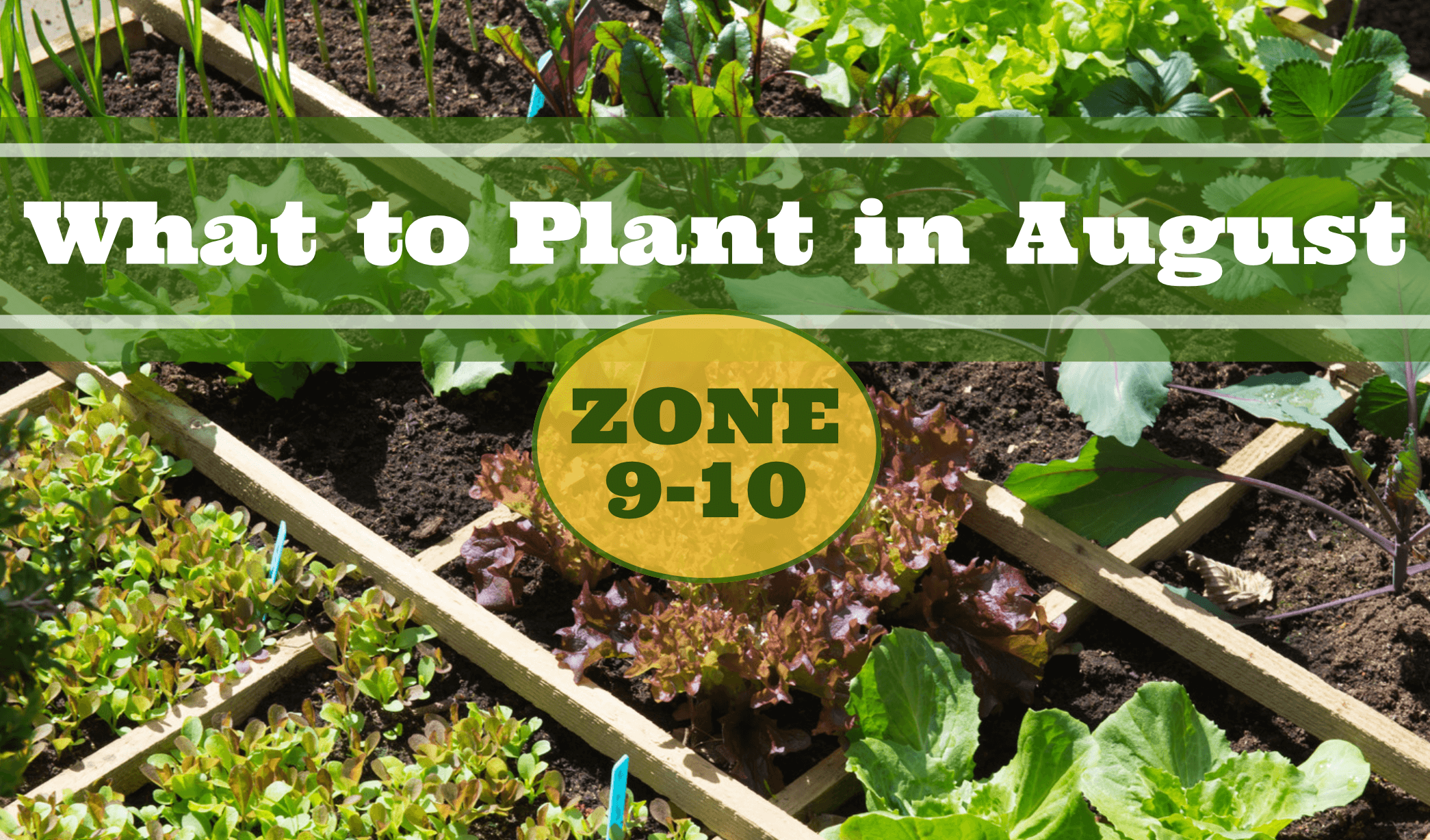 what to plant in august zone 9-10