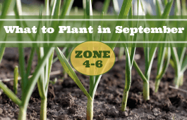 What to Plant in September in USDA Zones 4-6