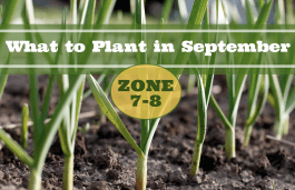 What to Plant in September in USDA Zones 7-8