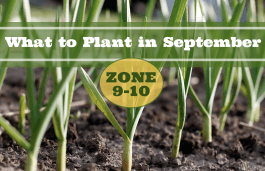 What to Plant in September in USDA Zones 9-10